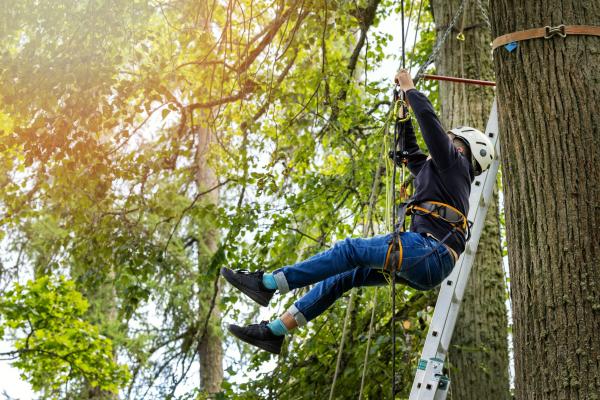 Research Says Tree Climbing Improves Your Memory