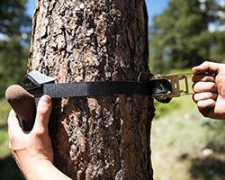 Setup of Arboreal Tree Climbing System showing climbing holds and safety equipment