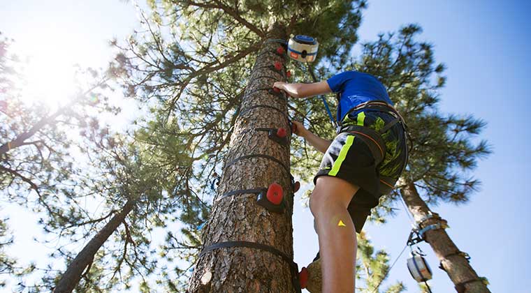 Arboreal tree climbing system