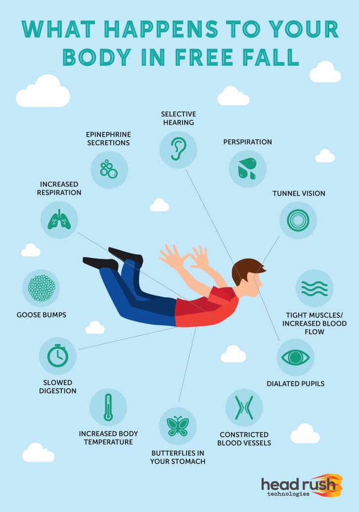 what happens to your body in free fall infographic